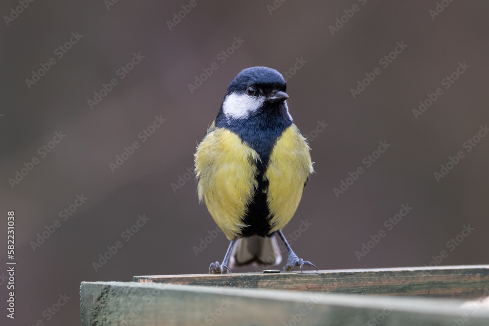 Obraz premium A Great tit (Parus major) perched on a table with a clean background.