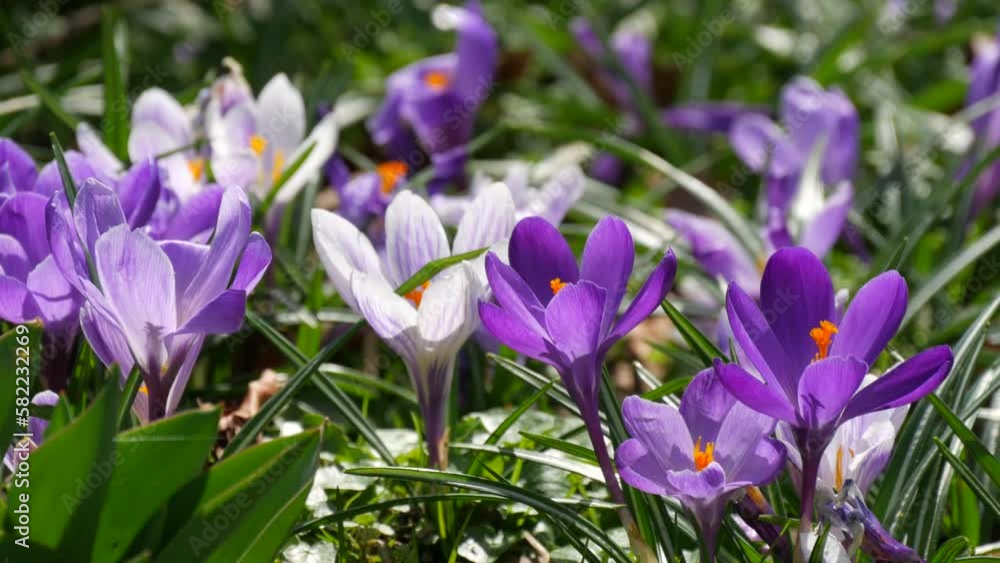 A field of spring purple and white crocuses blooming on a sunny spring day. The wind blows flower petals, bees fly around A field of spring purple and white crocuses blooming on a sunny spring day. The wind blows flower petals, bees fly around
