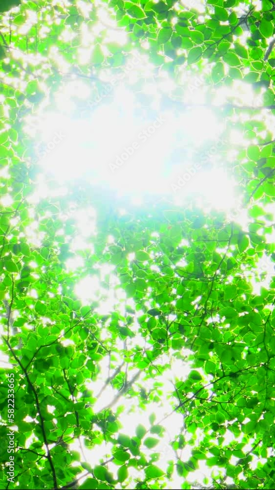 新緑のブナの森の木々と木漏れ日　青森県十和田市