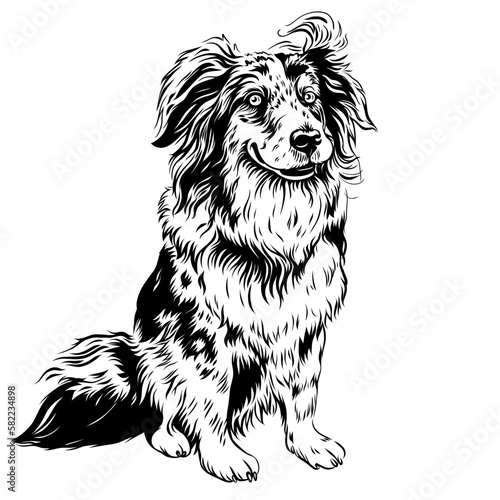 Black and white sketch of dog Red Australian Shepherd breed, Aussie or little blue dog photo