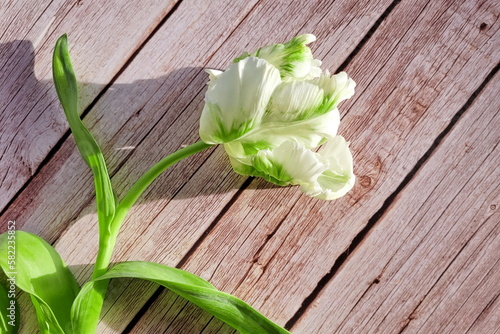 a single graceful tulip flower lies on a wooden floor illuminated by the light of a sunbeam
