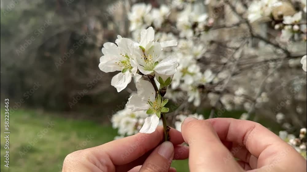 Slow motion of flowers scattering close-up view Slow motion of flowers scattering close-up view