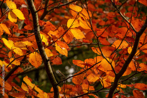 Autumn leaves on a poplar branch