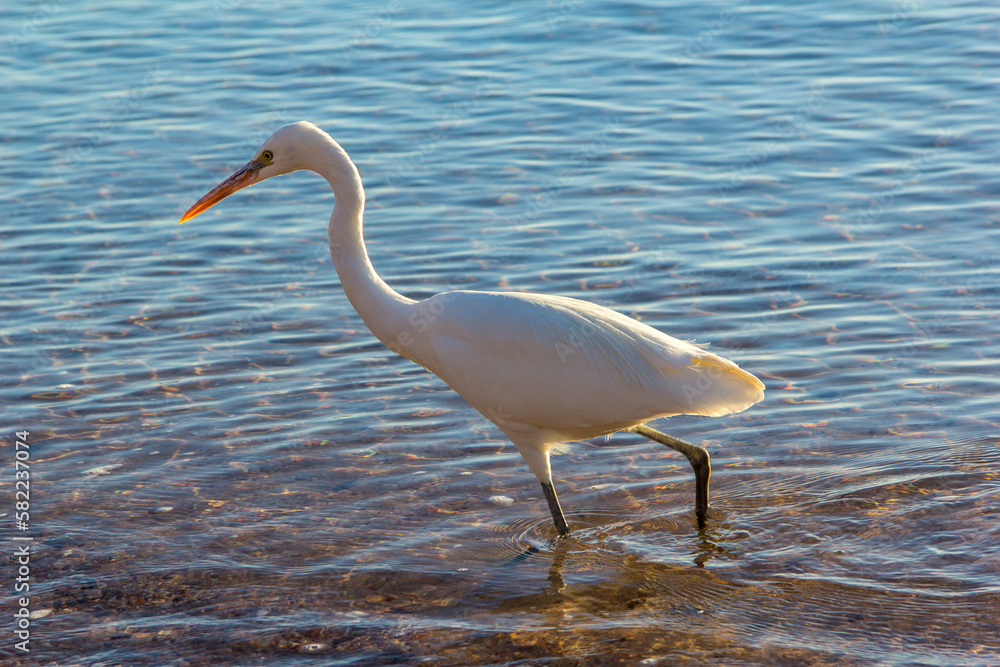 Fototapeta premium an egret, or whatever that long white bird is, looking for breakfast during sunrise on the Red Sea beaches of Sharm El-Sheikh in Egypt