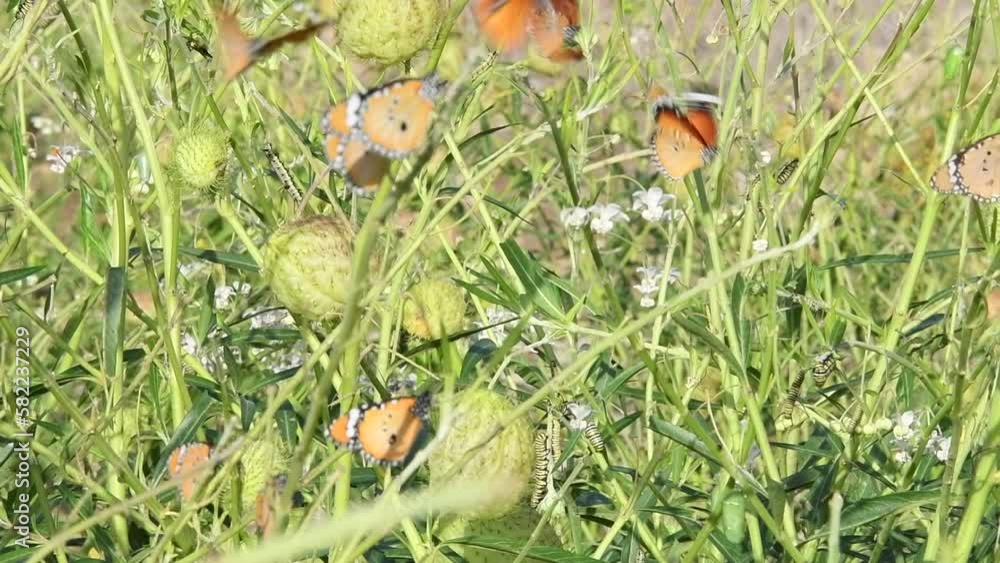 Monarch butterflies , Danaus chrysippus, filmed in slow motion HD in wild colony in Andalusia, Spain
Monarch butterflies , Danaus chrysippus, filmed in slow motion HD in wild colony in Andalusia, Spain