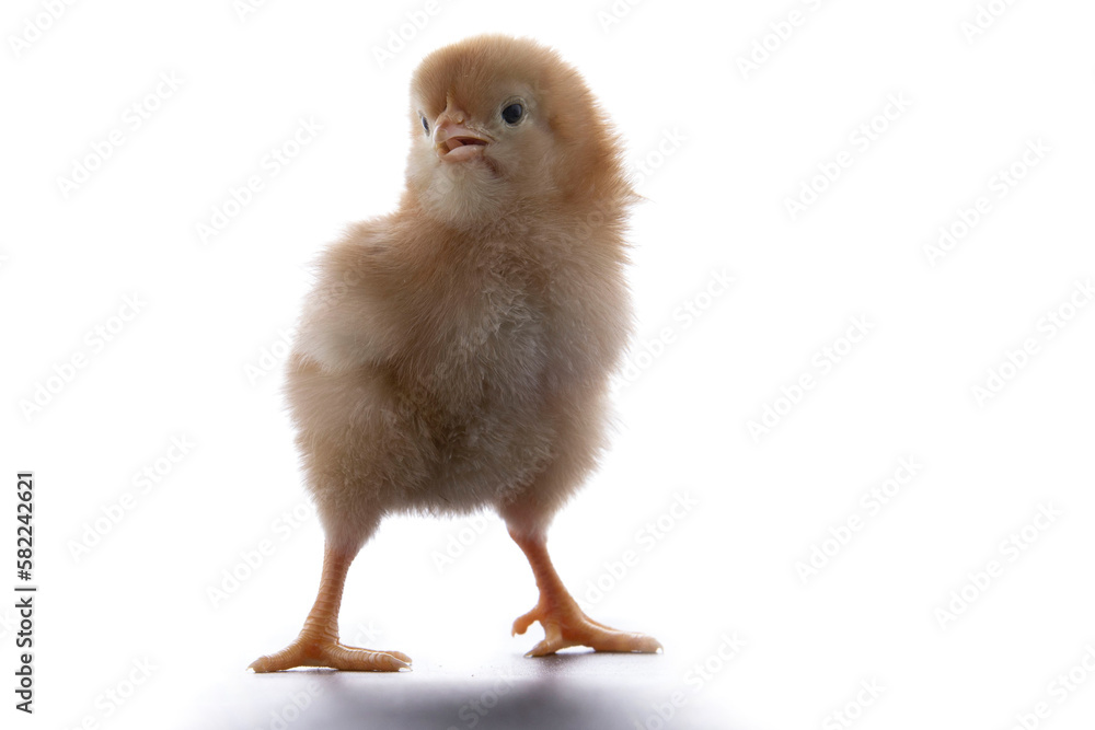 A newly born chick on a white background