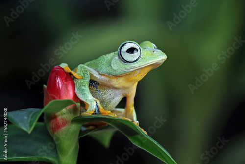 Flying frog sitting on leaves, javan tree frog, Rhacophorus reinwardtii
