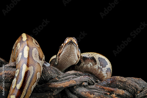 Blood python snake isolated on black background, Python brongersmai closeup