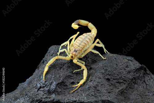 High venomous scorpion on rock with black background (Deathstalker scorpion)