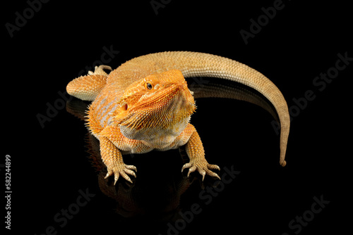 bearded dragon red hypo
