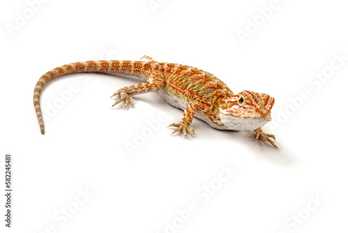 Baby bearded dragon full body, cute lizard onwhite background, animals close-up