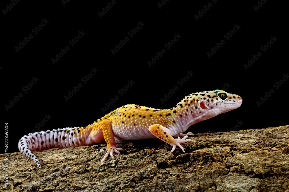 Leopard gecko lizard on branch with black background, eublepharis macularius, animal closeup Leopard gecko lizard on branch with black background, eublepharis macularius, animal closeup