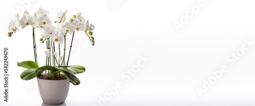 Ai banner orchidee 04 photo
