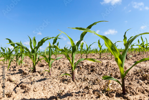 small green corn sprouts in the summer