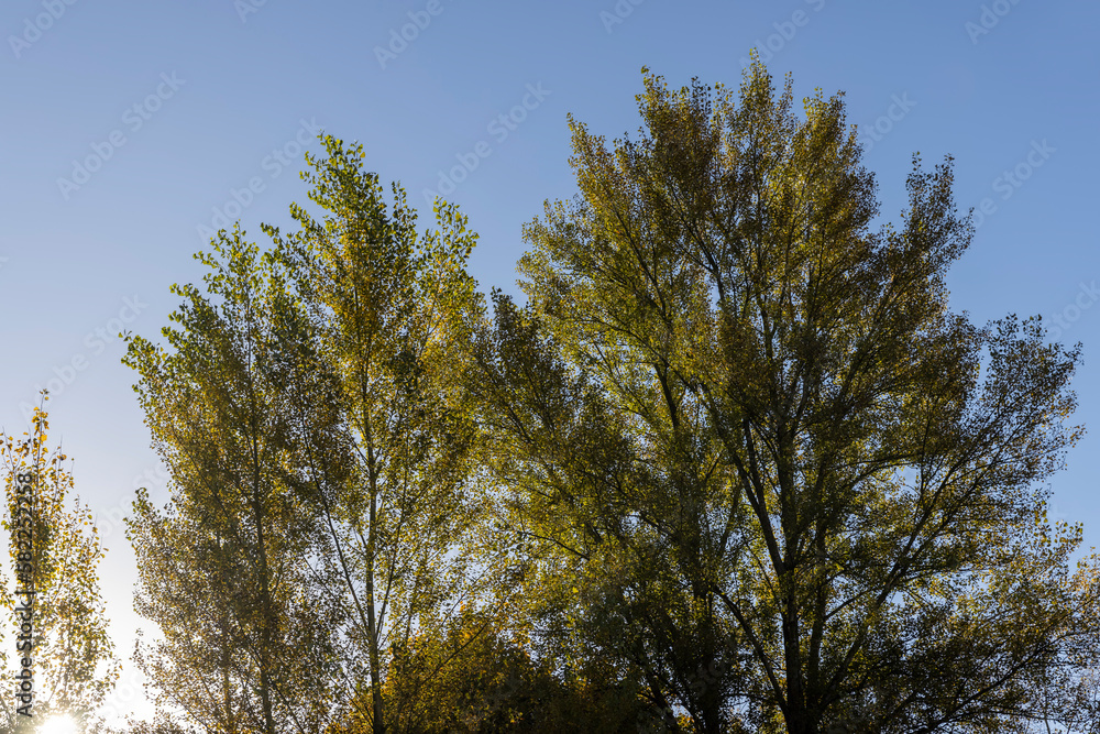 Autumn season in the park, the foliage Autumn season in the park, the foliage