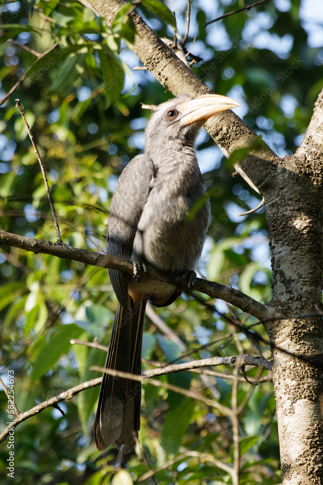 Obraz premium Malabar grey hornbill