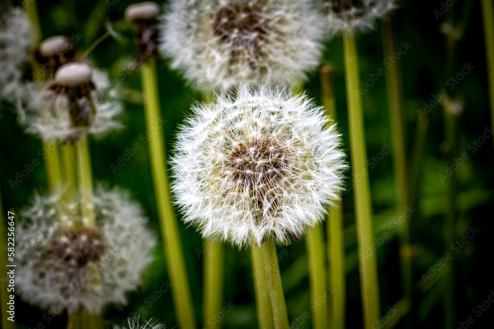 Löwenzahn / Pusteblume / dandelion Löwenzahn / Pusteblume / dandelion