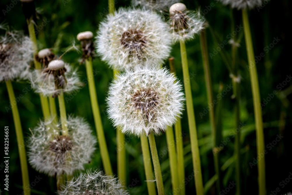 Löwenzahn / Pusteblume / dandelion Löwenzahn / Pusteblume / dandelion