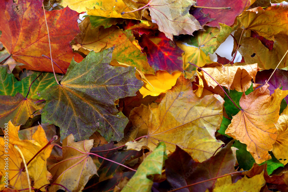 Autumn dry maple-leafs