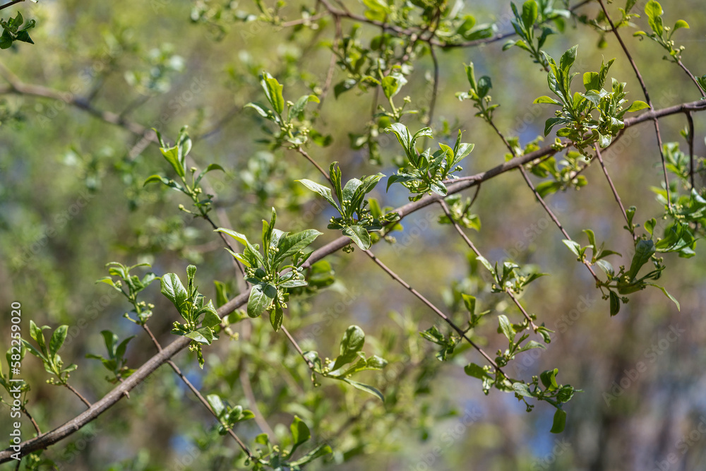 Euonymus europaeus, the spindle, European spindle, or common spindle, Bush in spring, buds, Place for text. Euonymus europaeus, the spindle, European spindle, or common spindle, Bush in spring, buds, Place for text.
