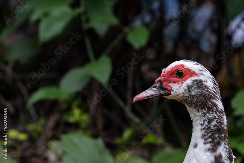 duck head detail in lawn © JR Slompo