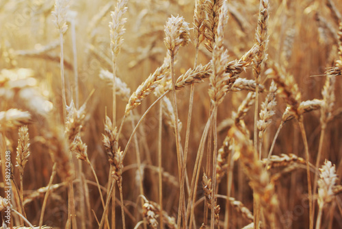 field, wheat, agriculture, nature, grain, sky, grass, yellow, plant, flowers, nature © Patricija