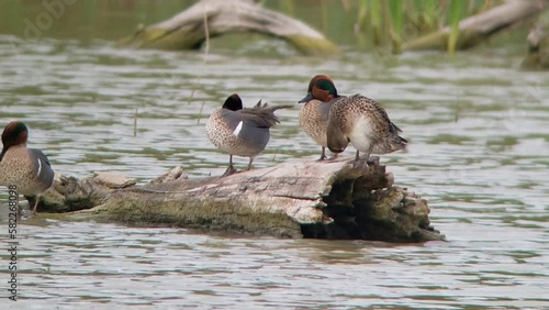 Group of Green-winged Teal Preening on Log in a Texas Wetland photo