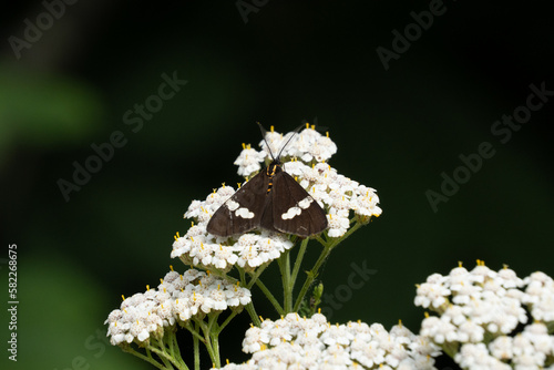 New Zealand magpie moth on white yarrow flower. Magpie moths are endemic to New Zealand and fly during the day. Meadow habitat with dark green bokeh background.