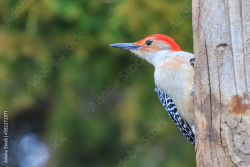 Male Red-bellied Woodpecker (Melanerpes carolinus) perched in a tree