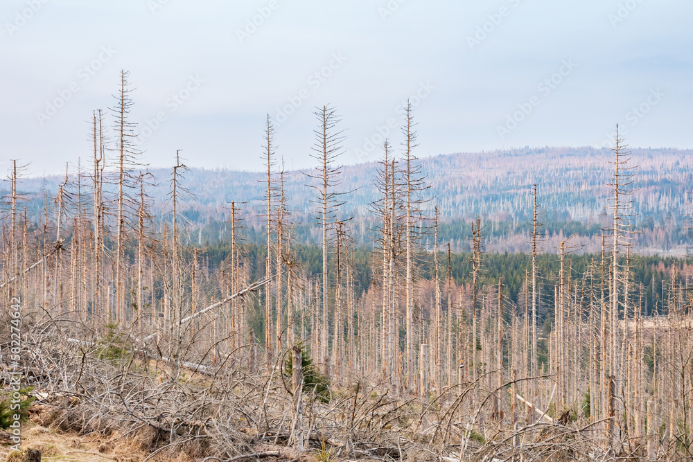 Dead trees in desolate landscape Dead trees in desolate landscape