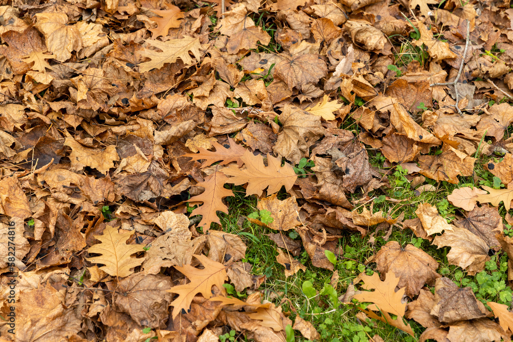 Autumn foliage on trees in Europe Autumn foliage on trees in Europe