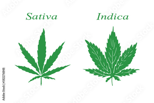 Hand drawn green leaves of cannabis, sativa and indica, hand drawn vector illustration, isolated on white background