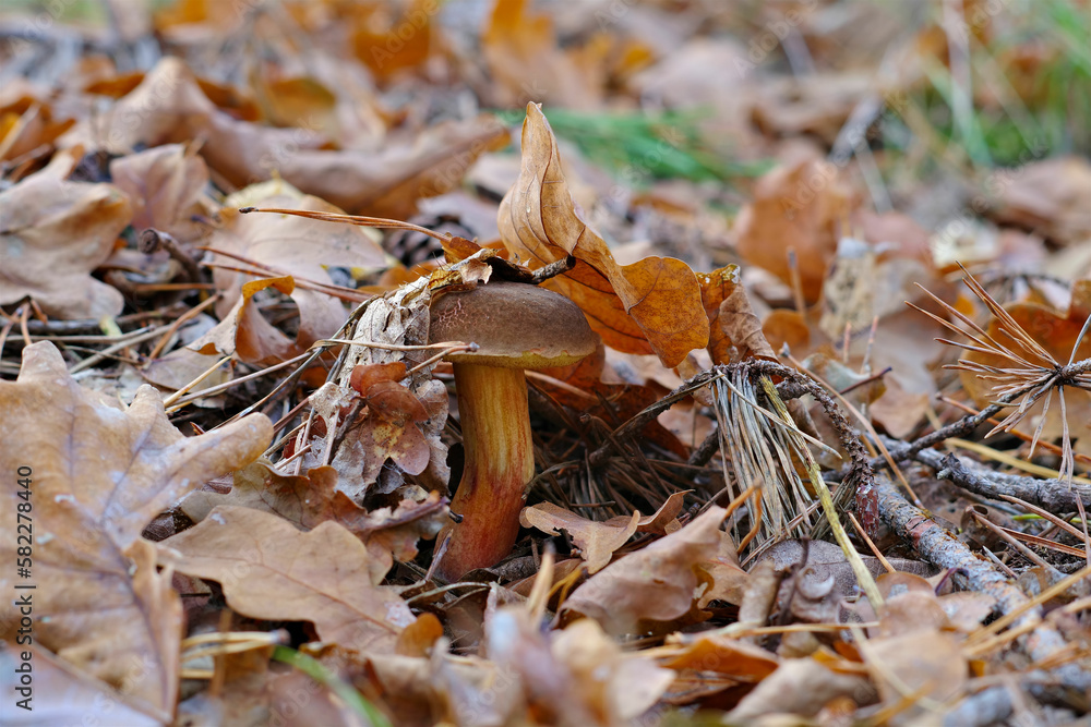 Marone Pilz im Herbstwald - brown Bay Bolete mushroom in autumn forest Marone Pilz im Herbstwald - brown Bay Bolete mushroom in autumn forest