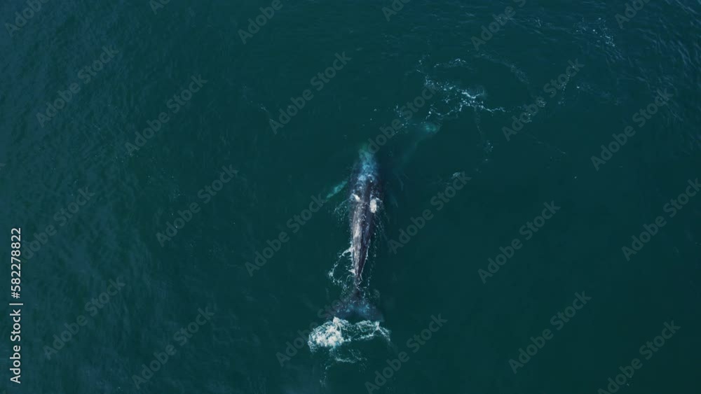 Gray Whale Family socialize, sex and rub against each other insummer water nature breathing migration. Top down aerial view Gray Whale blows fountain water up and create rainbow. Beautiful endangered Gray Whale Family socialize, sex and rub against each other insummer water nature breathing migration. Top down aerial view Gray Whale blows fountain water up and create rainbow. Beautiful endangered
