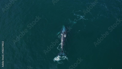 Gray Whale Family socialize, sex and rub against each other insummer water nature breathing migration. Top down aerial view Gray Whale blows fountain water up and create rainbow. Beautiful endangered photo