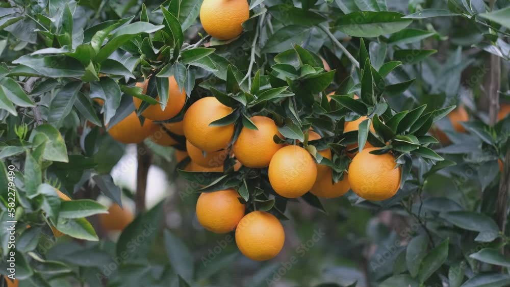 Ripe orange fruits on citrus tree branch in orchard. Harvest, gardens concept. Ripe orange fruits on citrus tree branch in orchard. Harvest, gardens concept.