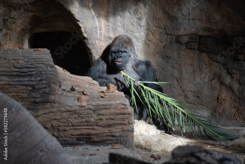 Gorila sentado comiendo tranquilo photo
