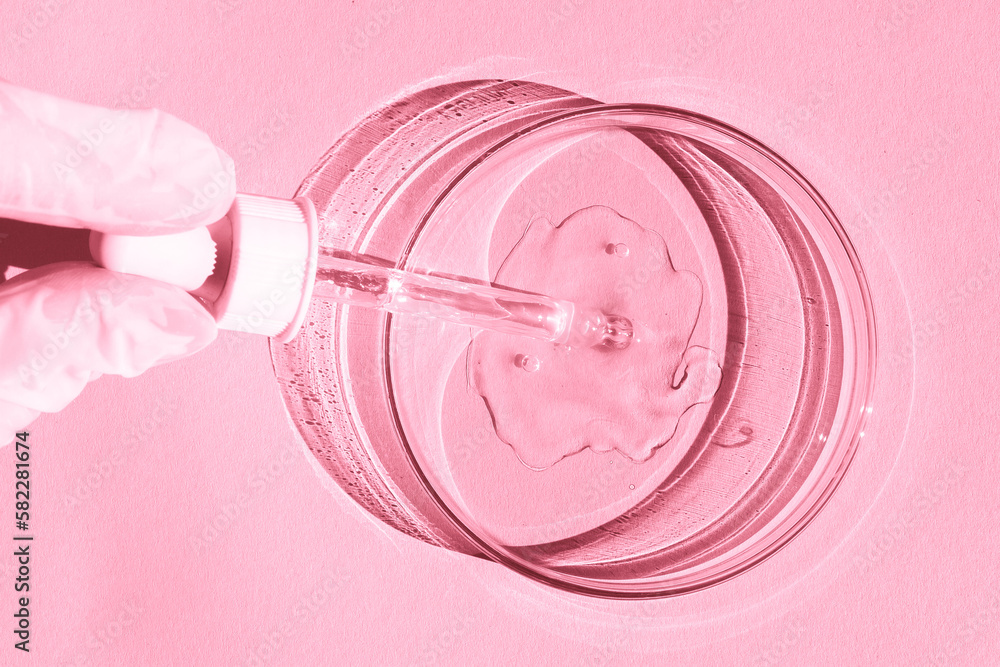 Petri dish. With transparent gel. A gloved hand holds a dispenser, a pipette. On a pink background. Petri dish. With transparent gel. A gloved hand holds a dispenser, a pipette. On a pink background.