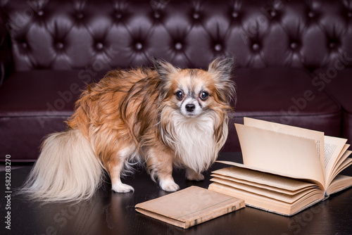 Long haired chihuahua in natural light lounges with book on a sofa  playful dog.Dog near couch.Chihuahua relaxing