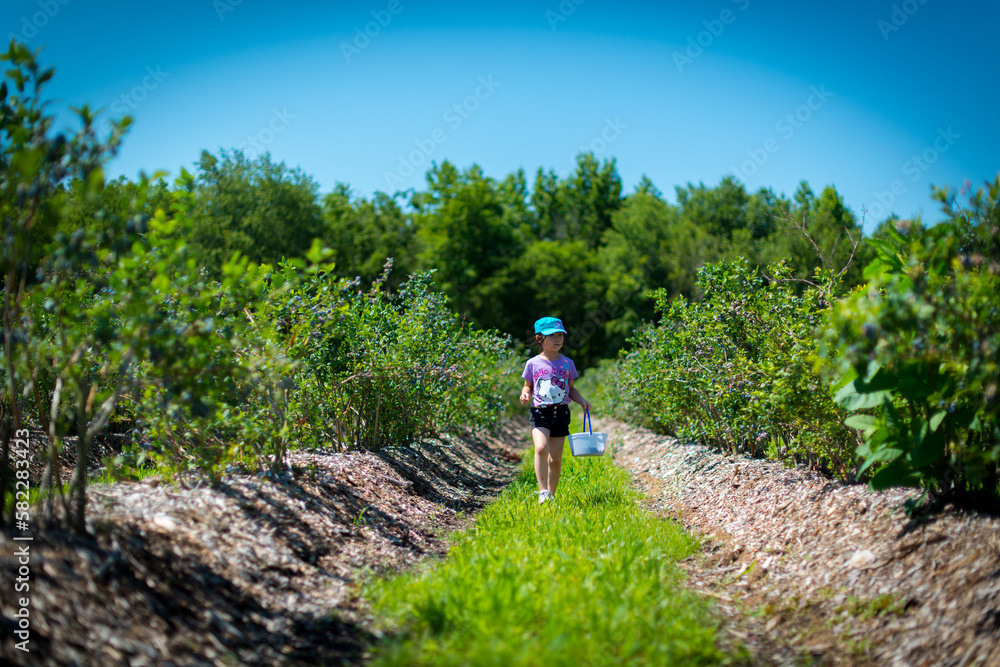 Young asian girl picking blueberries in summer