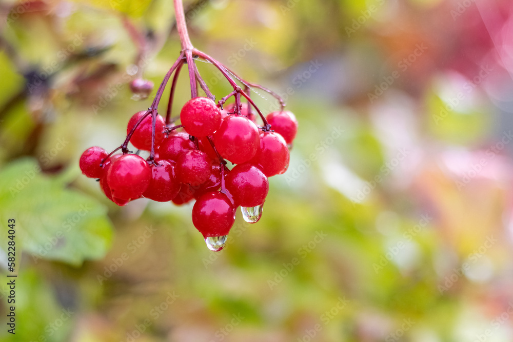 A bunch of viburnum with red berries and raindrops. Viburnum in the fall in rainy weather A bunch of viburnum with red berries and raindrops. Viburnum in the fall in rainy weather