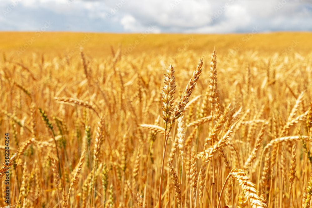 Wheat field with ripe ears in the foreground, wheat cultivation Wheat field with ripe ears in the foreground, wheat cultivation