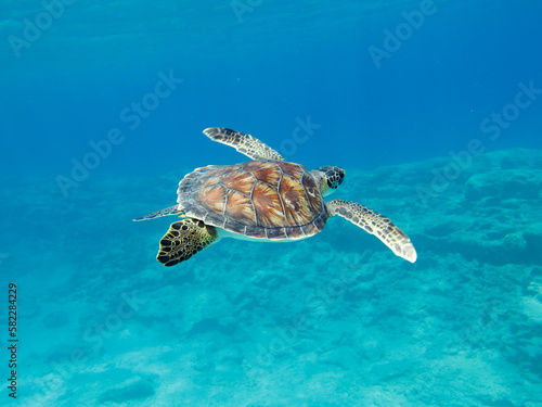 Green sea turtle swimming in crystal clear seas © Sakis Lazarides