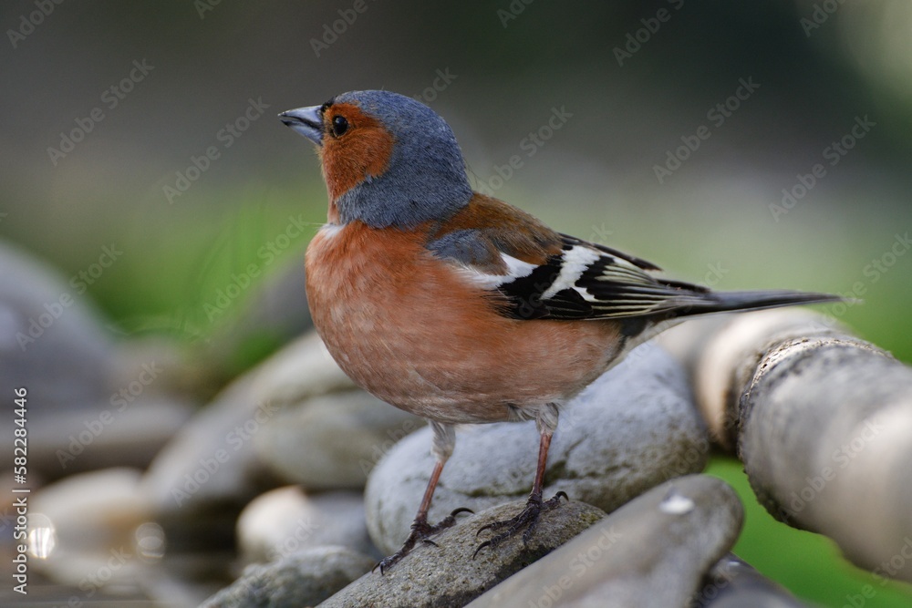 Chaffinch (Fringilla coelebs), male is standing on stones. Moravia. Czechia. Chaffinch (Fringilla coelebs), male is standing on stones. Moravia. Czechia.