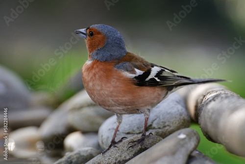 Chaffinch (Fringilla coelebs), male is standing on stones. Moravia. Czechia.