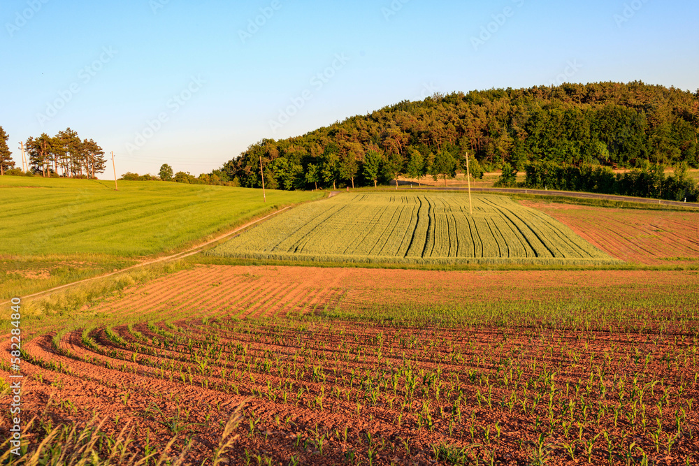 Agricultural landscape in the countryside with fields against blue sky in Werbach, Taubertal, Germany.