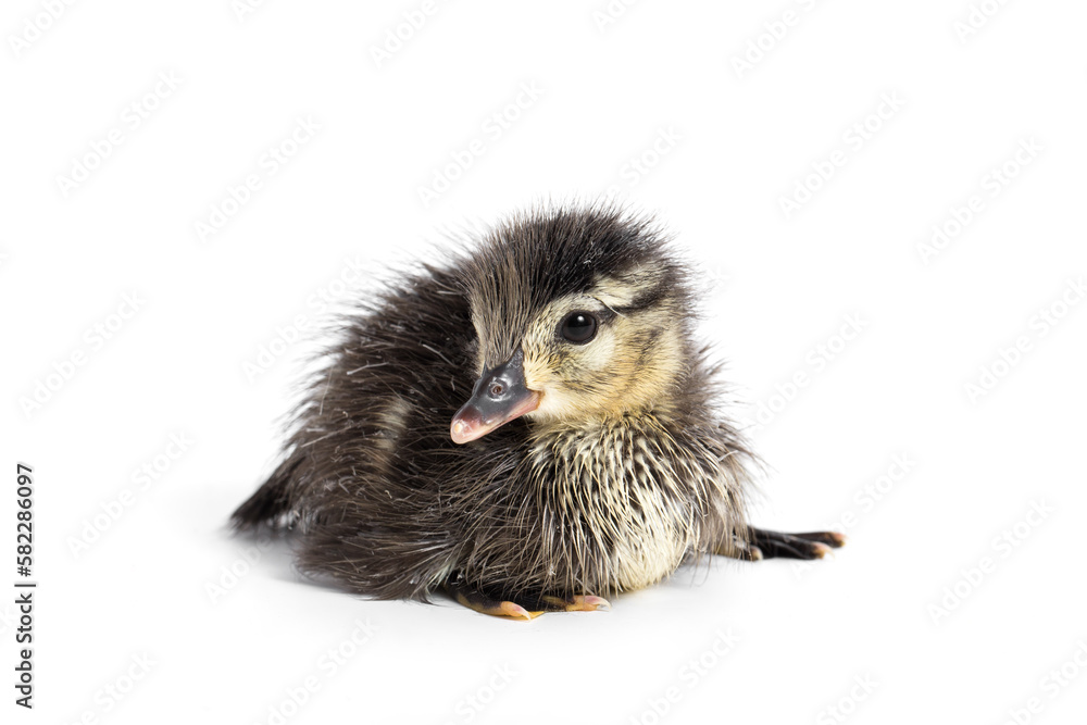 Wood Duck Duckling on White Background Wood Duck Duckling on White Background
