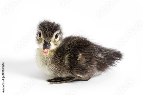 Wood Duck Duckling on White Background
