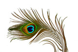 peacock feather isolated cutout transparent background