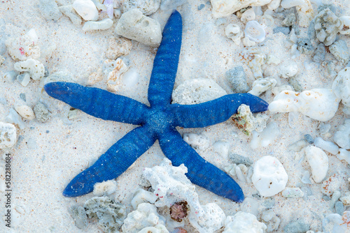 blue starfish